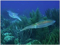 Reef squids Reef squids