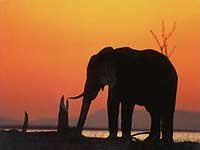 Chobe elephant at sunset Chobe elephant at sunset