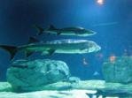 Beijing Aquarium