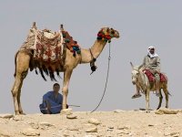 Egyptian camel shade Egyptian camel shade