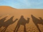 Camel riding