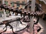 Giants of the Mesozoic