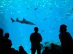 Georgia Aquarium