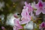 A bee hovering over flowers