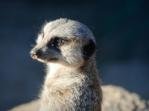 A Meerkat
