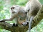 Balinese long-tailed Macaques