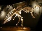 Ouranosaurus Skeleton
