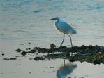 Bird at Po Delta