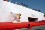The Venice Film Festival