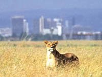Nairobi National Park