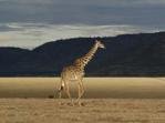 Giraffe, Masai Mara