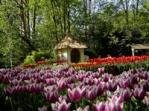Keukenhof flowers in bloom