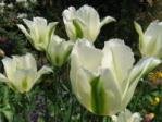 White tulips with green flames