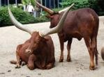 Artis Zoo
