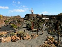 The Cactus Garden