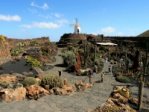 The Cactus Garden