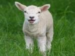 Lamb Lamb