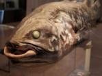 Coelacanth Coelacanth