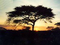 Serengeti sunset