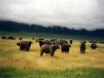 Ngorongoro Crater