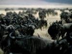A herd of Wildebeest