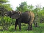 Elephant