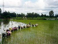 Rice planting Rice planting